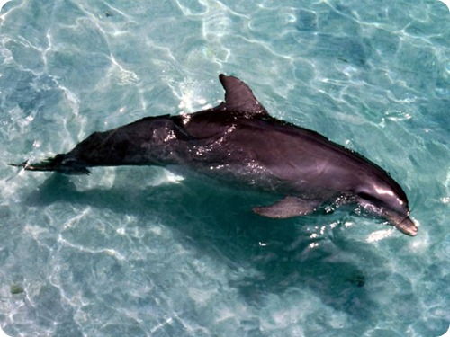 delfini6