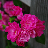 IMGP6758.jpg