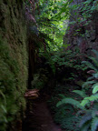california_sequoia