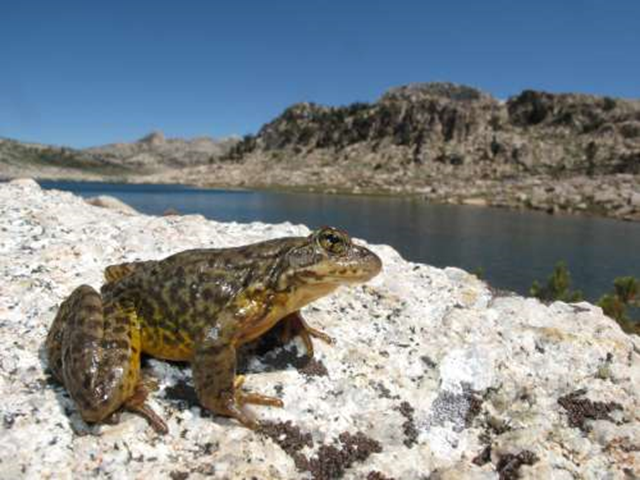 A Sierra Nevada yellow-legged frog (Rana sierrae) scans the landscape in Yosemite National Park. A 2013 USGS study confirmed that U.S. amphibian populations are declining at precipitous rates. Photo: Devin Edmonds / USGS