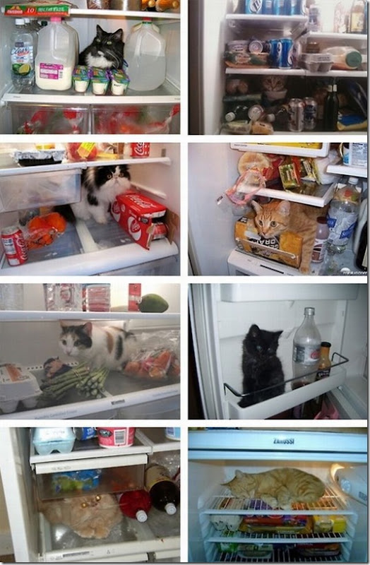 viral-picdump-pics-56