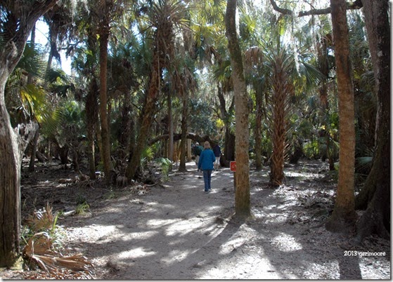 Myakka canopy trail 011 Myakka canopy trail 011