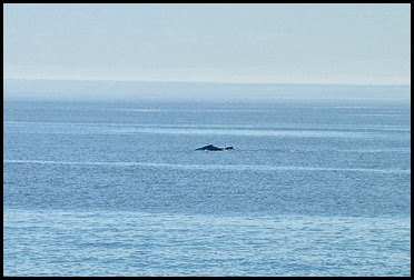 07 - Whales - first sighting Mom and Calf