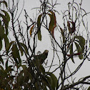 Yellow Billed Amazon