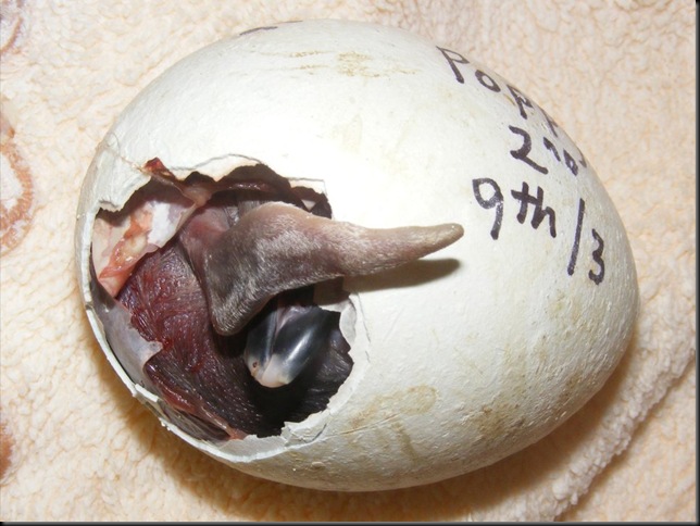 Penguin chick in egg