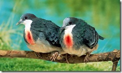 bird8 bird8