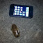 Tesselated Cockroach