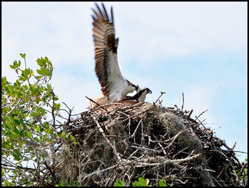 07b - Osprey Nest along coast hanky panky