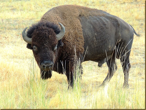 Mr. Bison checking out our Jeep along the gravel road