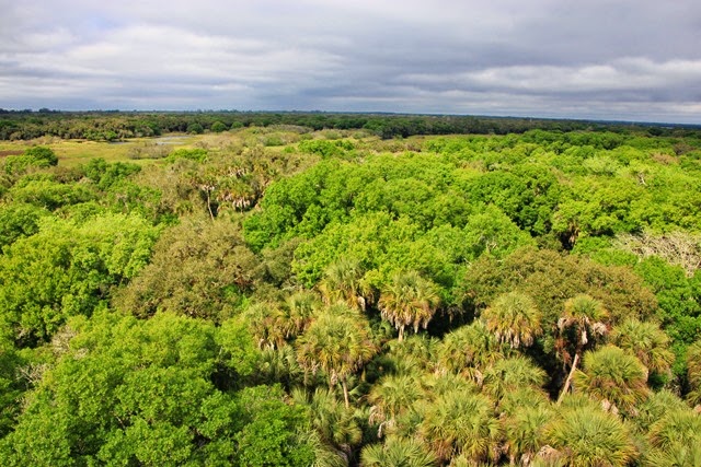 Canopy Walk Myakka 3