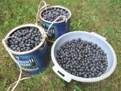 blueberry picking1. 8.6.2013