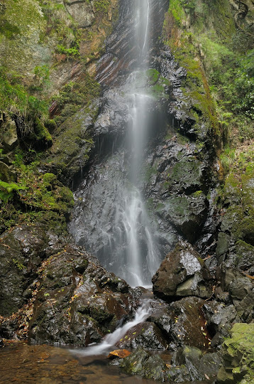 白滝