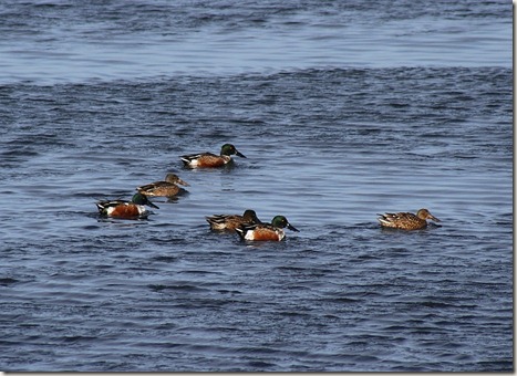 northern shoveler, duck