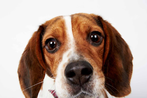 Chauncey - Adult Female Beagle
This super sweet girl is full of a puppy's energy and is getting gold stars in training! (See link in post) Chauncey - Adult Female Beagle
This super sweet girl is full of a puppy's energy and is getting gold stars in training! (See link in post)