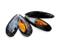 mussells