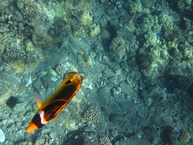 [IMG_3449%255B9%255D.jpg]