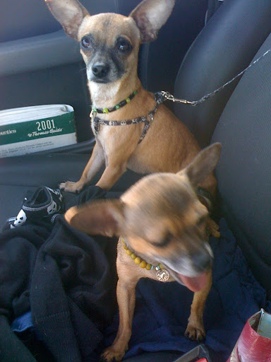 Minnow lent Gus her favorite harness and leash, and we headed out to meet up with Gus's new mommy and to visit with some other rescued pups.