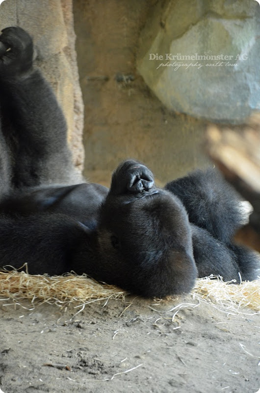 Zoo Frankfurt Gorilla 150813 (2)