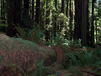 california_sequoia