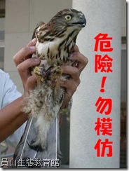 猛禽的爪子很利，徒手抓猛禽會有危險性
