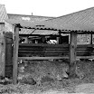 Bovine Bash, approx 1979 (6).jpg