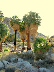 Joshua Tree Fortynine Palms Oasis (Photo by Bob Moore)