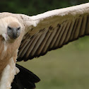 Cape Griffon
