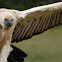 Cape Griffon