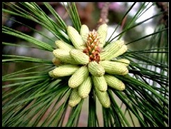 pine