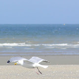 Album weergeven