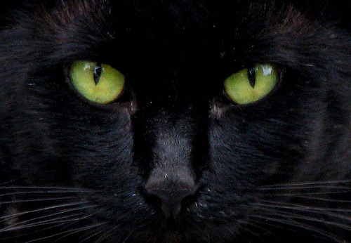 [black-cat-eyes%255B4%255D.jpg]
