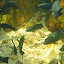 Fish In The Crystal Clear Water of The Florence Falls Plunge Pool - Darwin, Australia