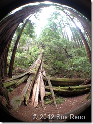 SueReno_MuirWoods_fallen SueReno_MuirWoods_fallen