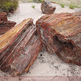 Colorido da àrvore petrificada na Rainbow Forest -Petrified Forest National Park - Flagstaff, AZ