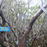 Dempo false summit area (Daniel Quinn, October 2011)