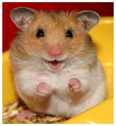 Amazing Animals Pictures Hamster (1)