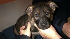 k-9-puppy-cbc-2col k-9-puppy-cbc-2col