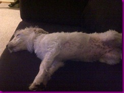 belly!