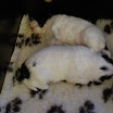 puppen anna 046.jpg