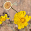 Cactus blooms -wildflowers-house photos-5-11-11 045.JPG