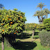 Orangenbäume in Marrakesch