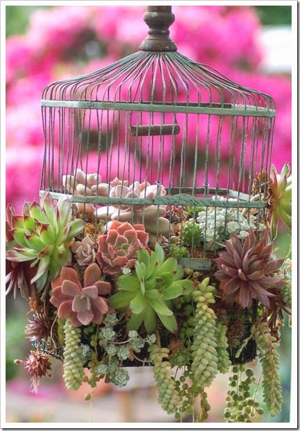 cage cage