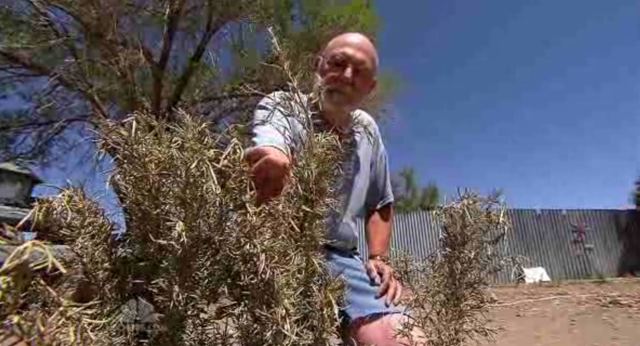 Magdalena, N.M. resident Dale Fuller inspects dried up plants. The town's well has run dry, and citizens are rationing water bottles, and using porta-potties while trying to conserve as much as possible. Photo: NBC Nightly News