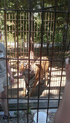 Tiger sanctuary