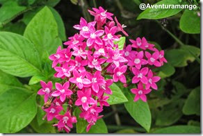 Flora em Cuba