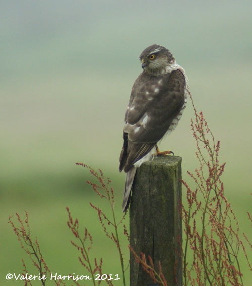 [5%2520sparrowhawk-3%255B2%255D.jpg]