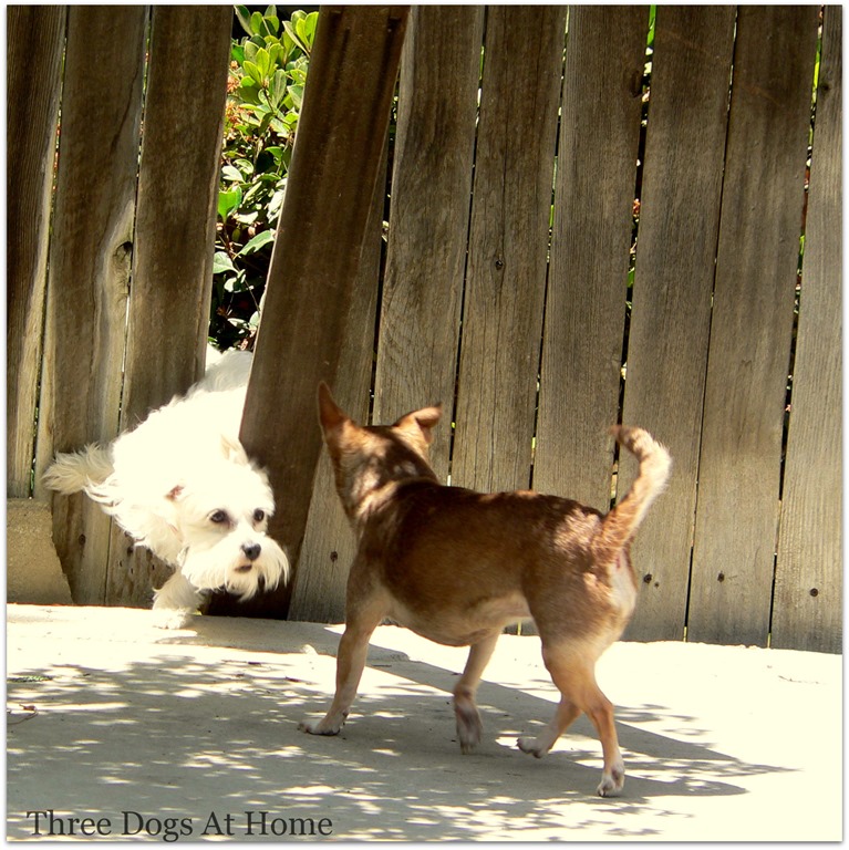 [dogs%2520at%2520fence3%255B4%255D.jpg]