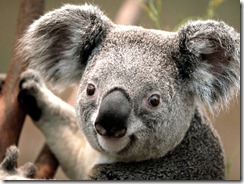 clickable Koala image clickable Koala image