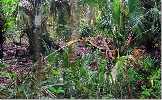 yellow rat snake 037 yellow rat snake 037