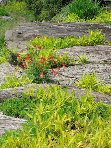 More columbine, this time combined with chartreuse grasses.